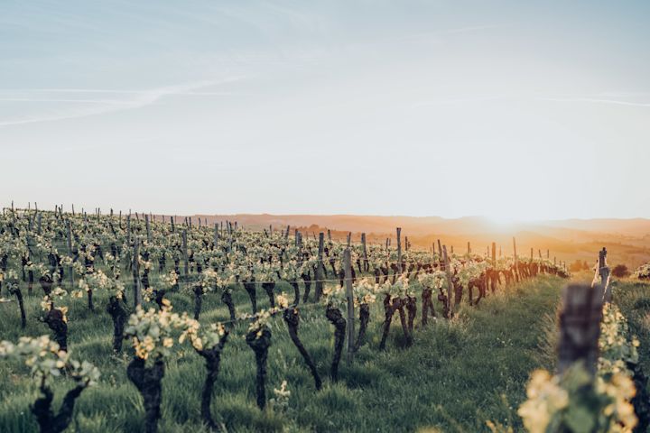 vines sunshine