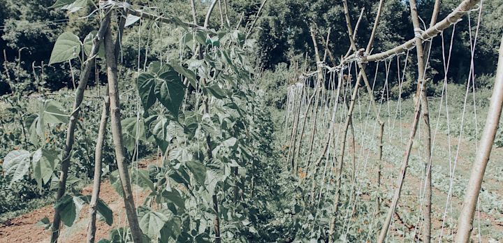Permaculture
