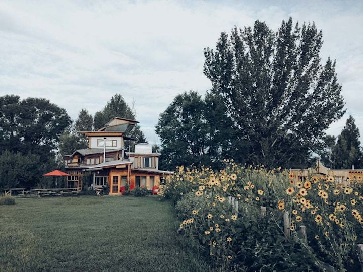 Sunflowers
