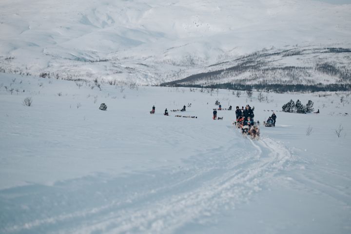 Starting out on your dog sledding adventure