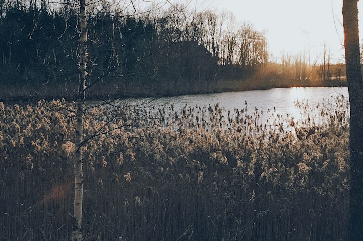 Lake view
