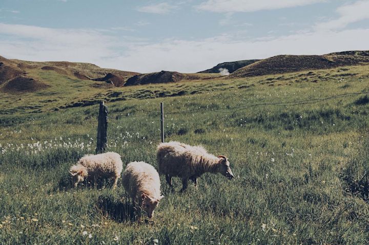 Sheep