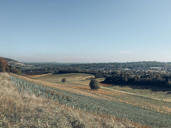 denbies sunshine2