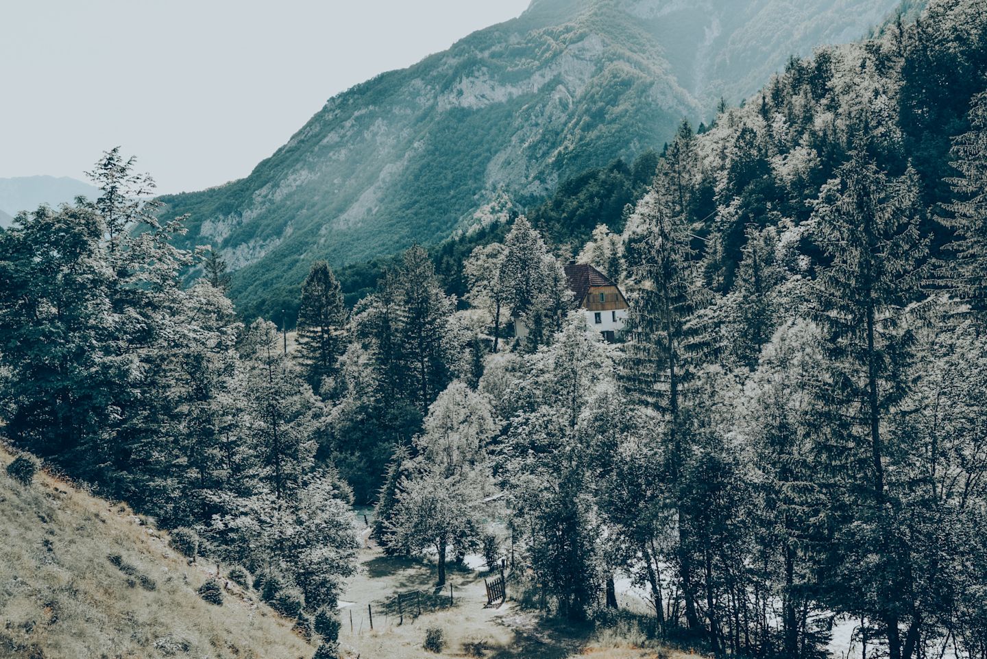 Fir trees lining Trenta valley