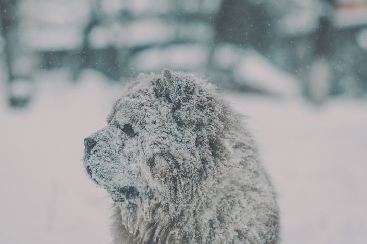 Snow dogs of Transylvania