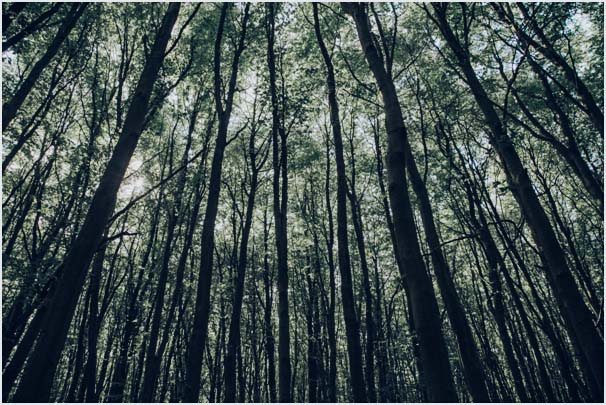 Woodland dining
