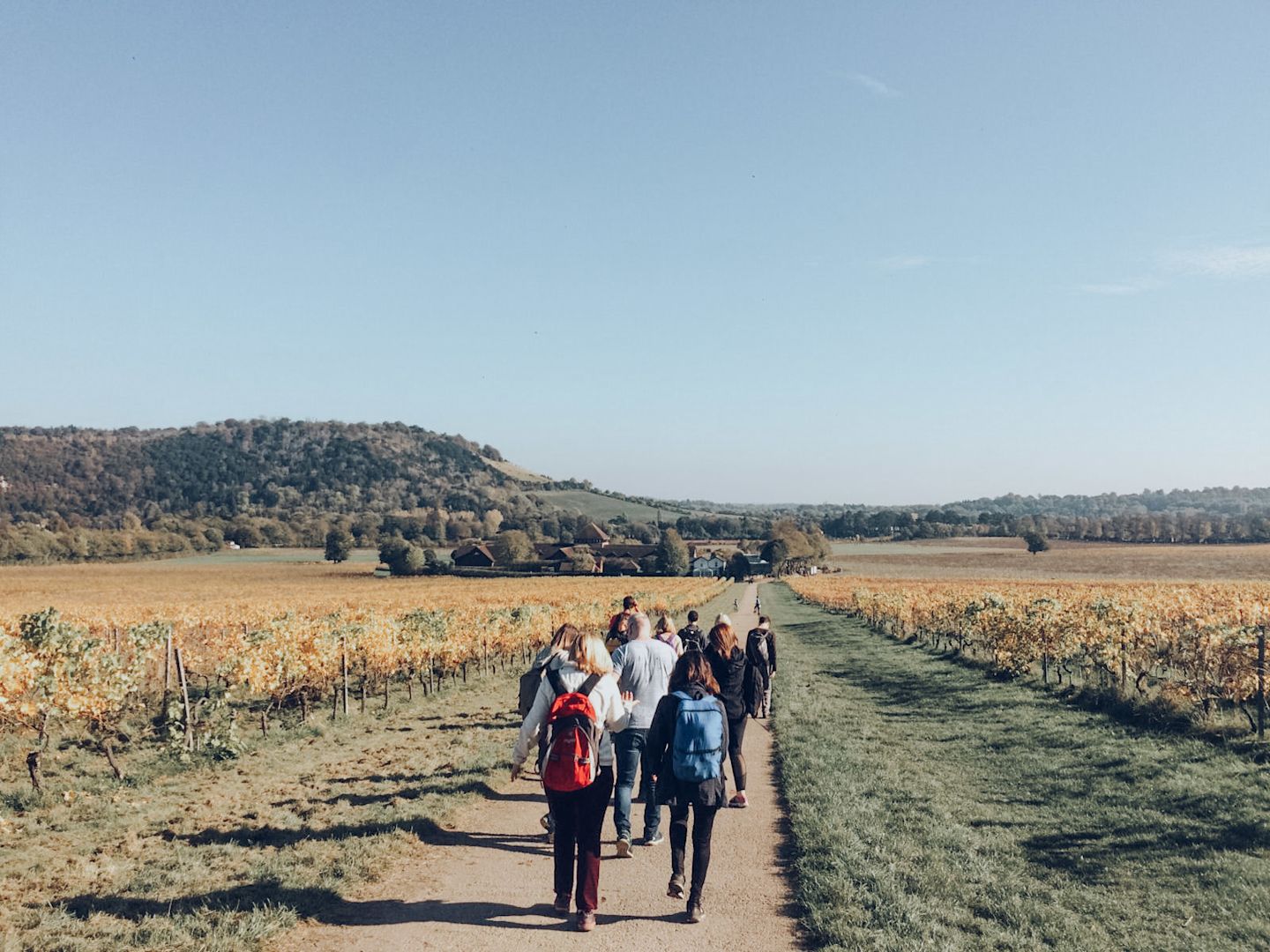 denbies wine walkers