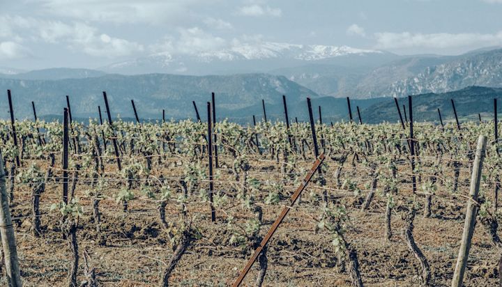 Surrunding Vineyards