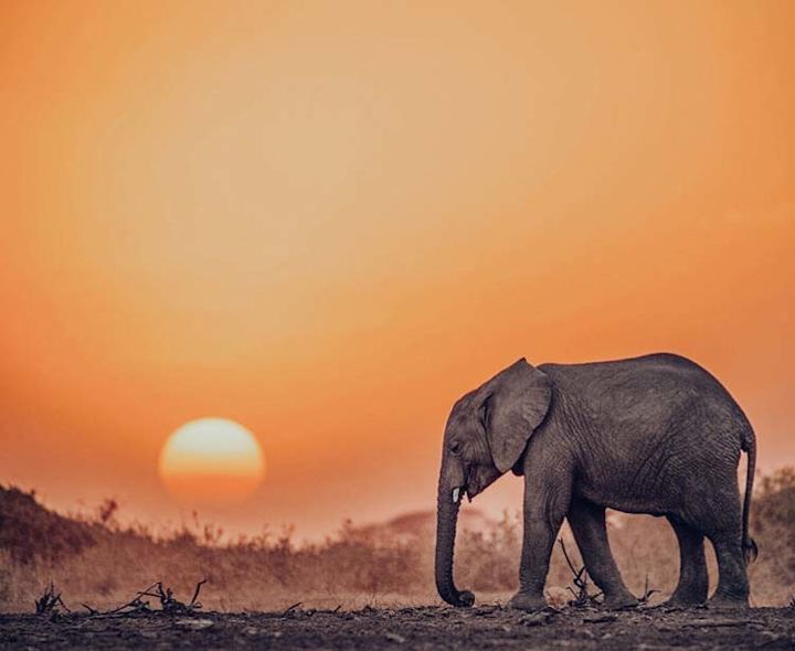 Elephant Walks