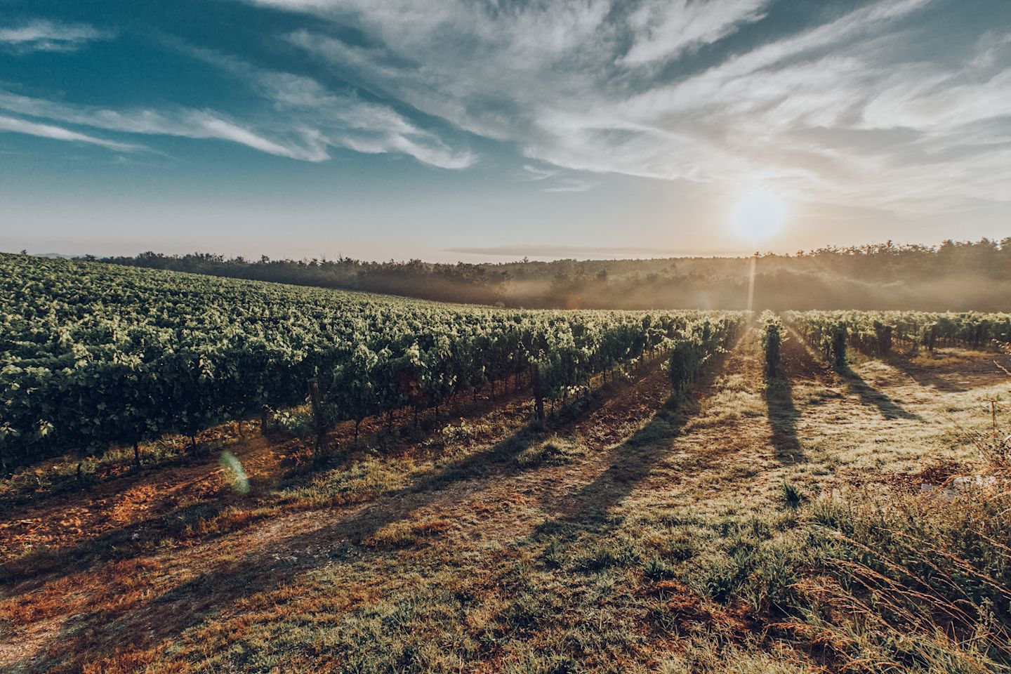 Vineyard