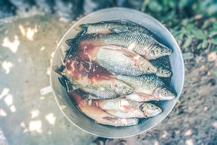 Catch of the day