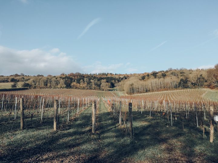 english vineyard late autumn