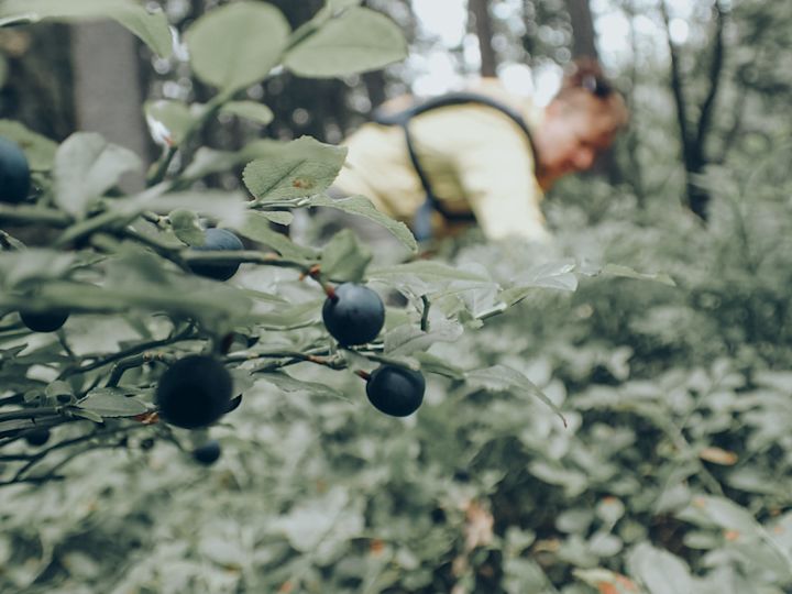 Forest foraging