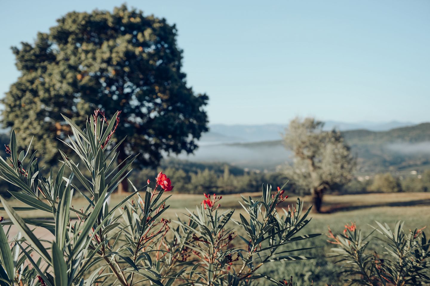 Morning views