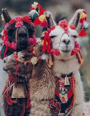 Llama Friends