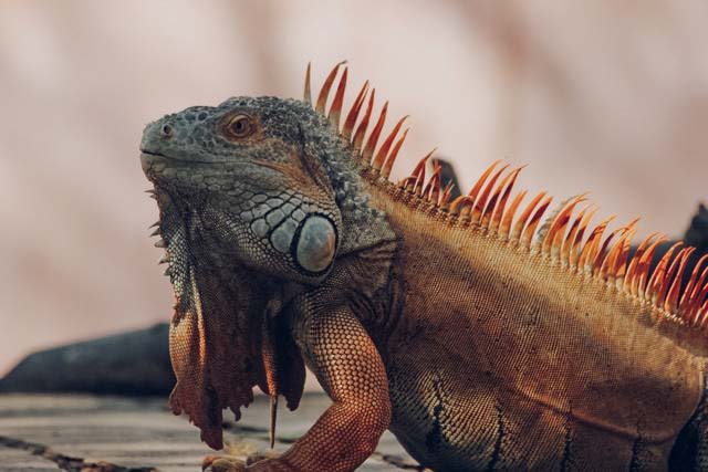 Iguana