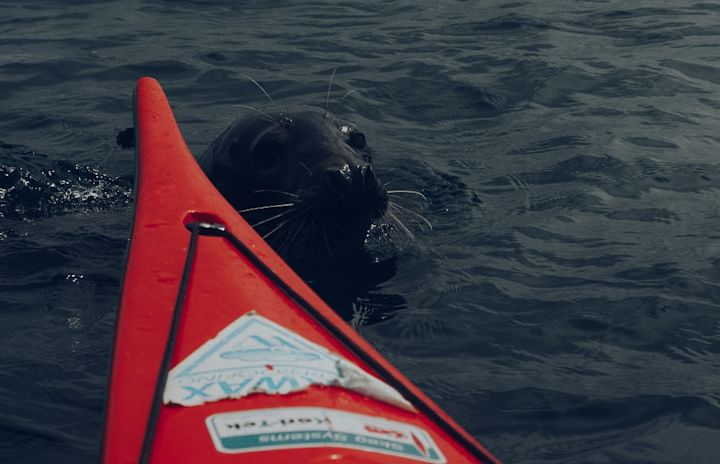 Seals