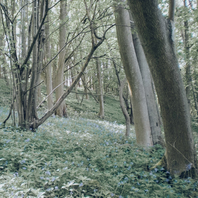 Woodland