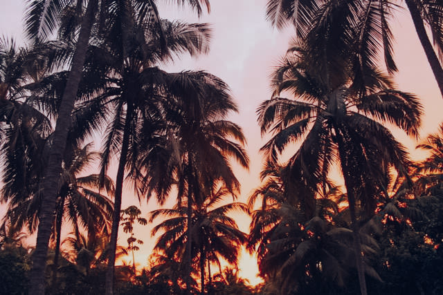 Sunset among the palm trees