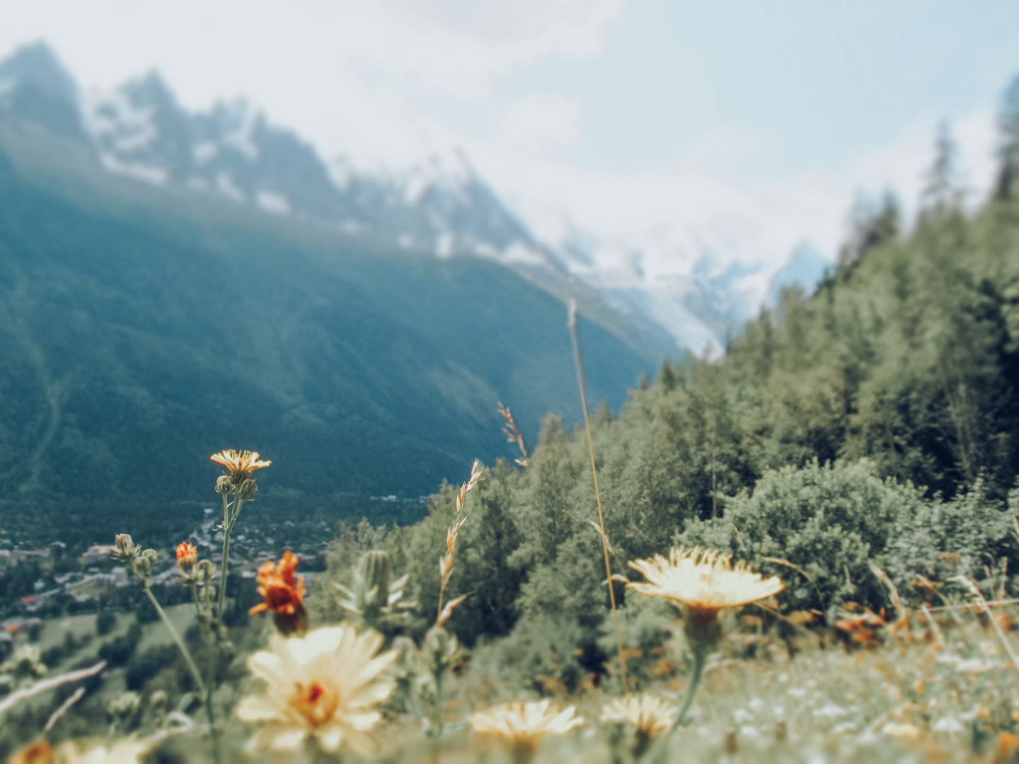 Summer in the Alps
