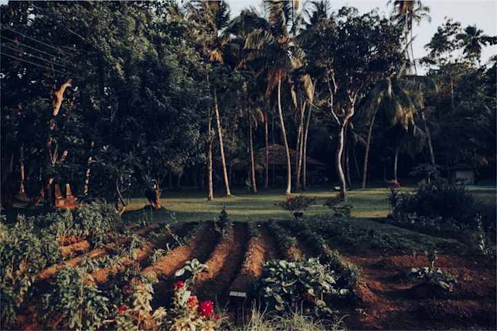 Lush Gardens