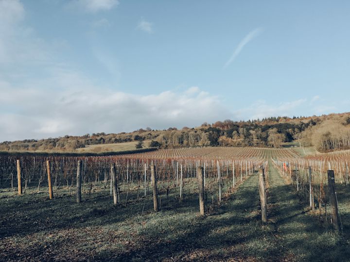 english vineayrd late autumn 2
