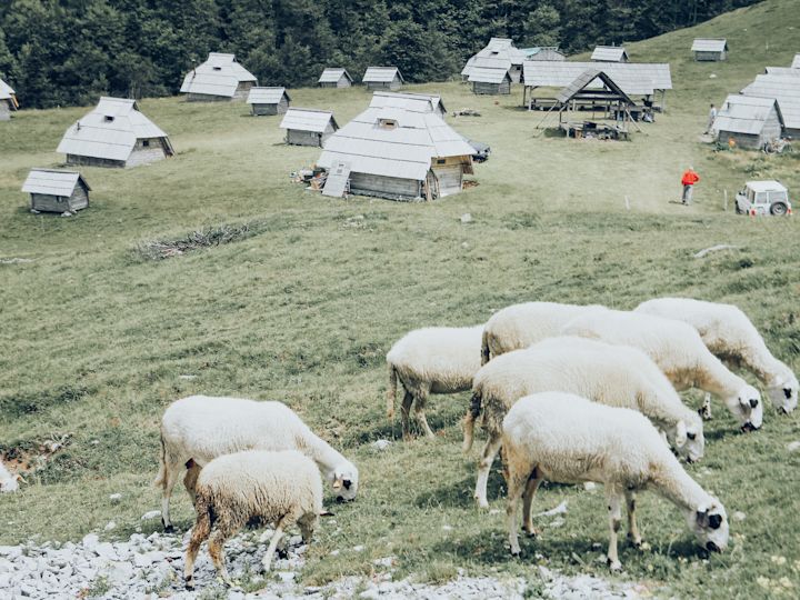 Sheep grazing on the hillside