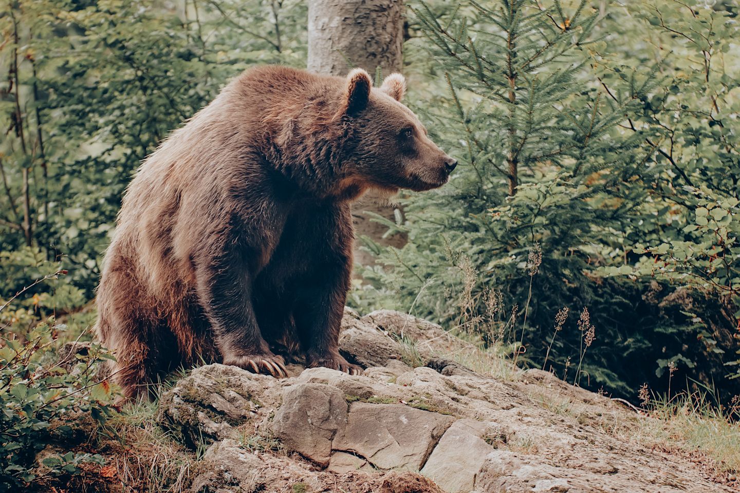 Mighty Bear