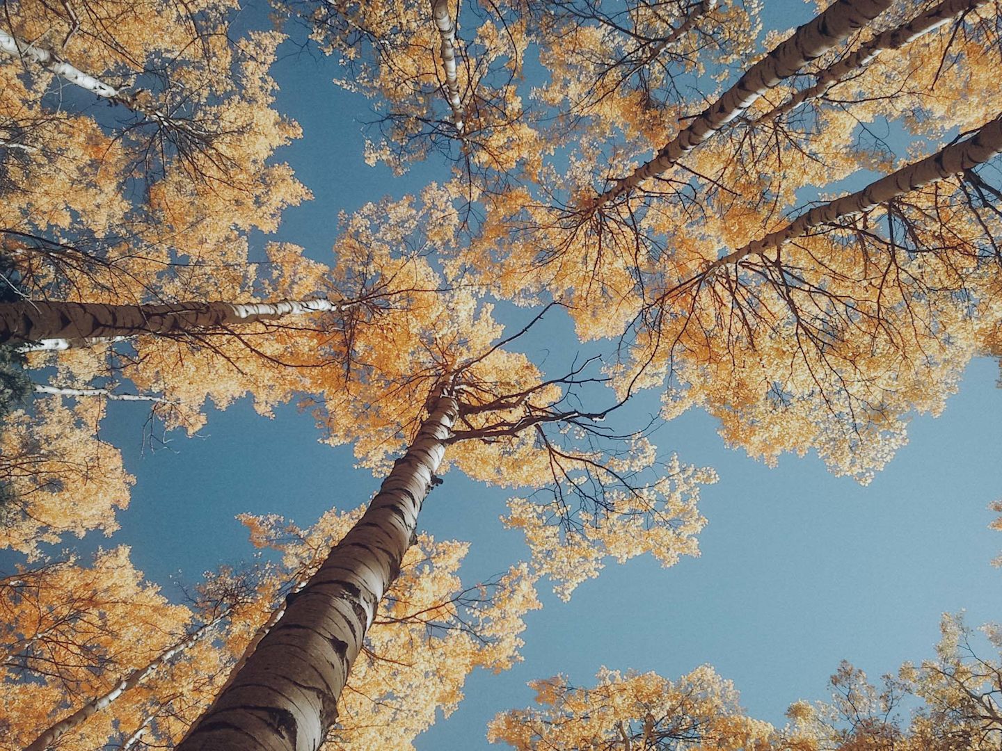 Autumn colours
