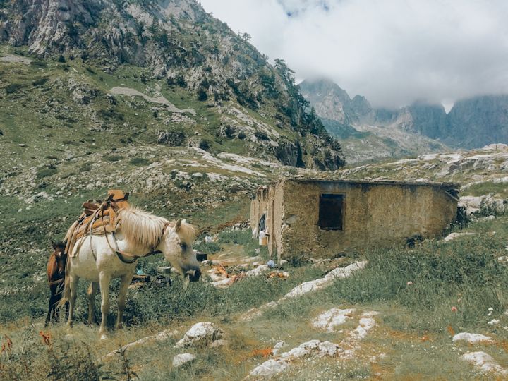 Mules taking a well-earned break