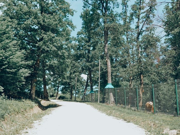 Bear Sanctuary