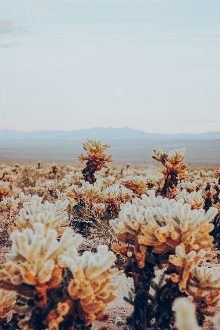 Cactus