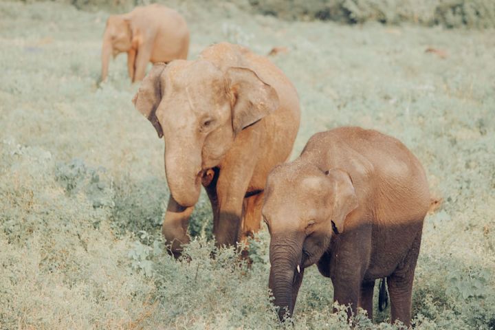 Elephants