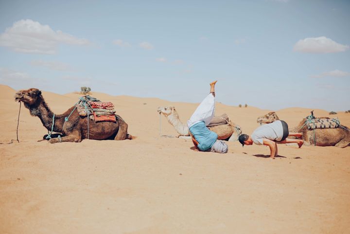 Camel Rides