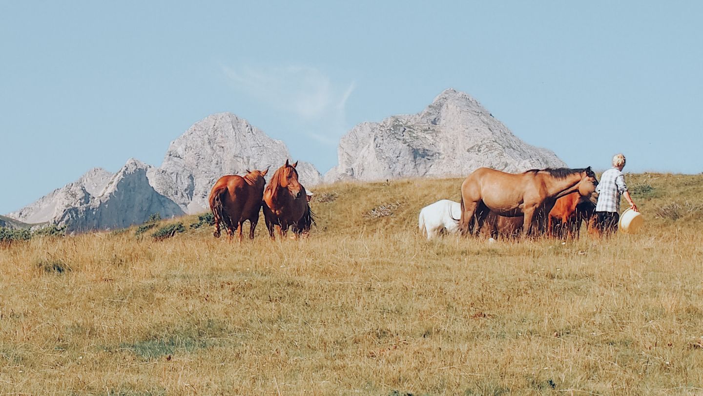 Horses in the wild