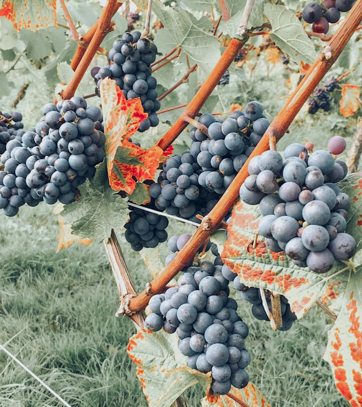 grapes up close