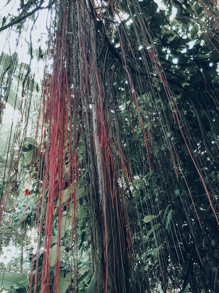 Hanging foliage