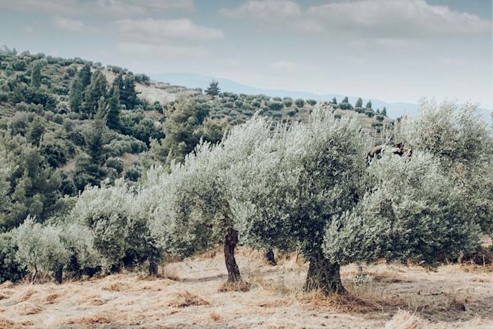 Olive Trees