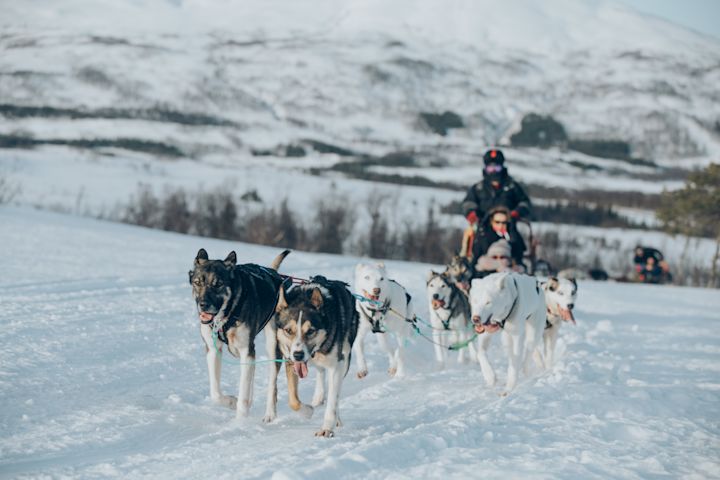 Dog sledding fun