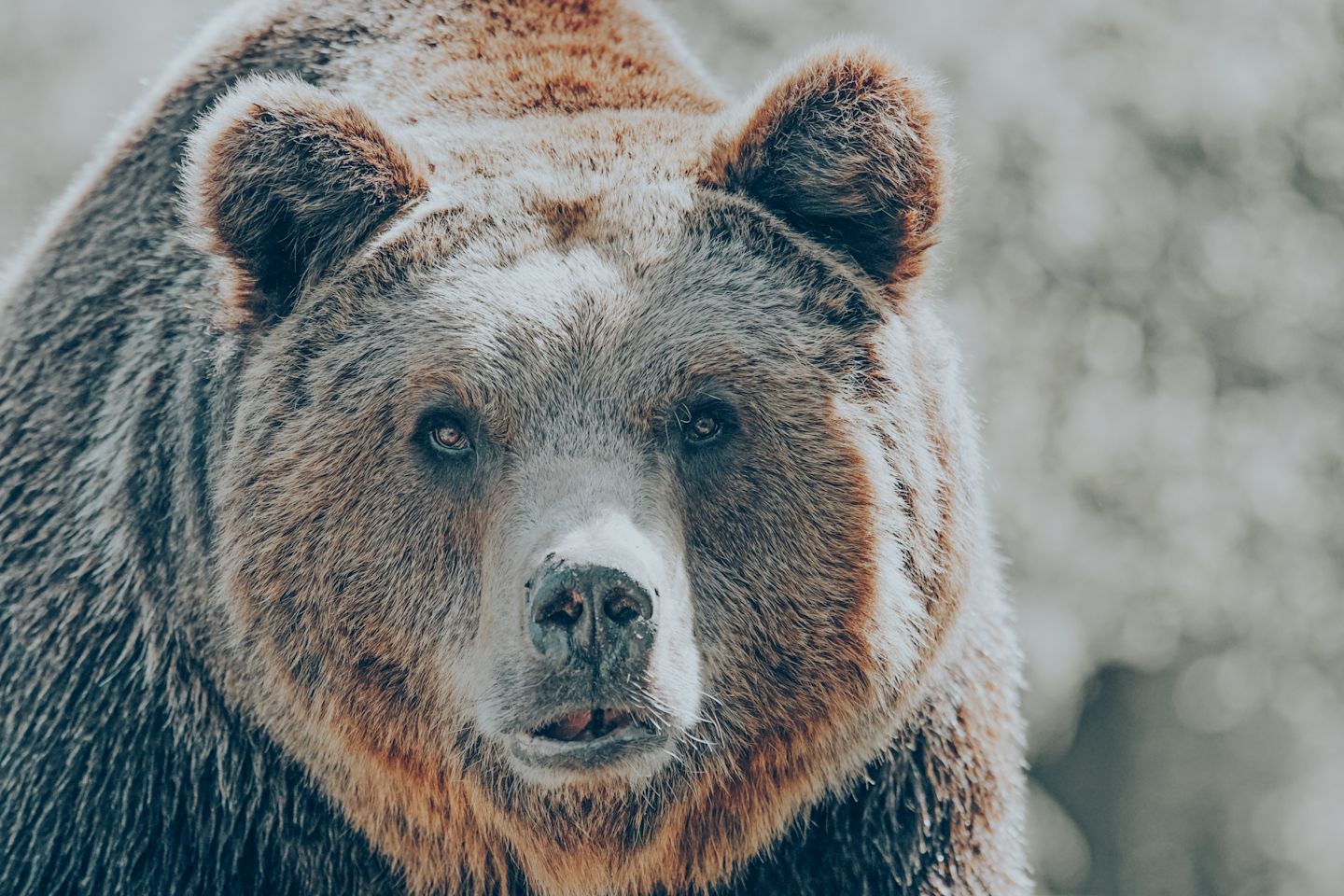 Brown Bear