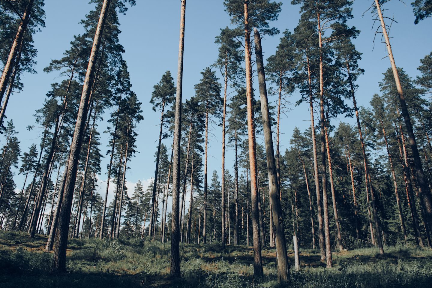 Forest view