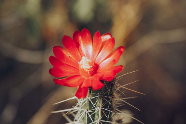 Cactus Flower
