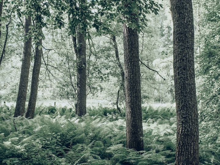 Lush forest