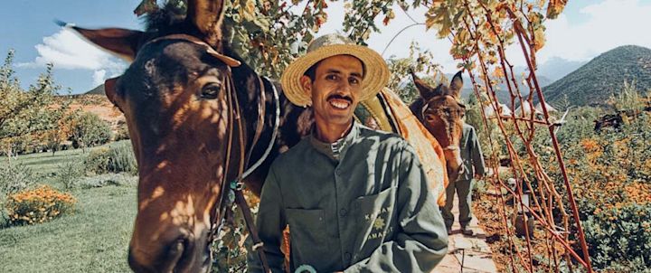 Mule Trekking