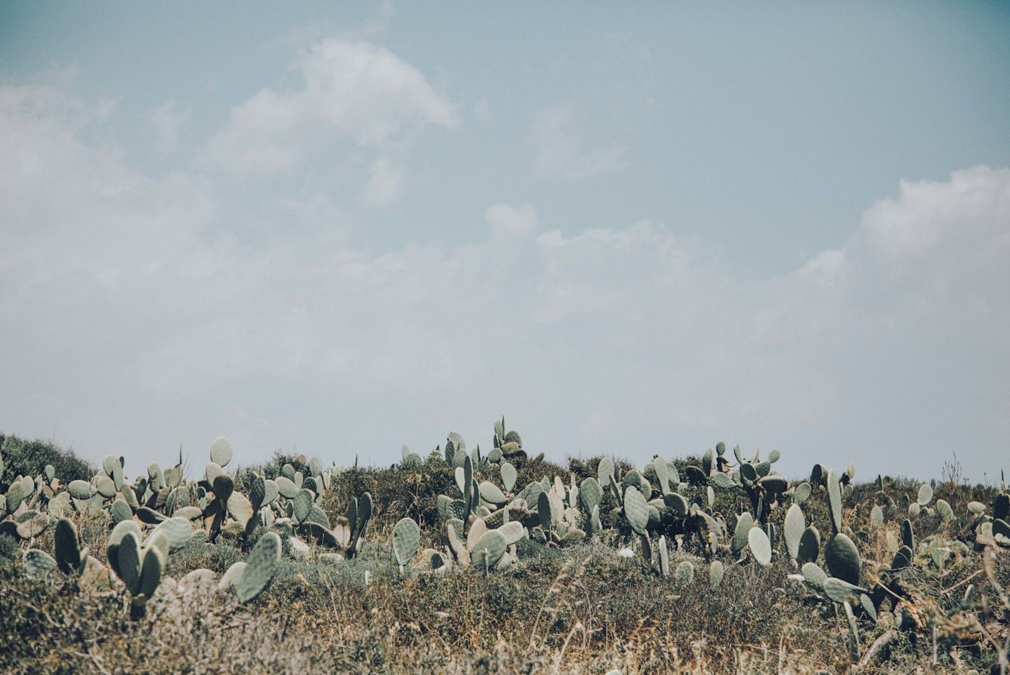 Cactus Fields