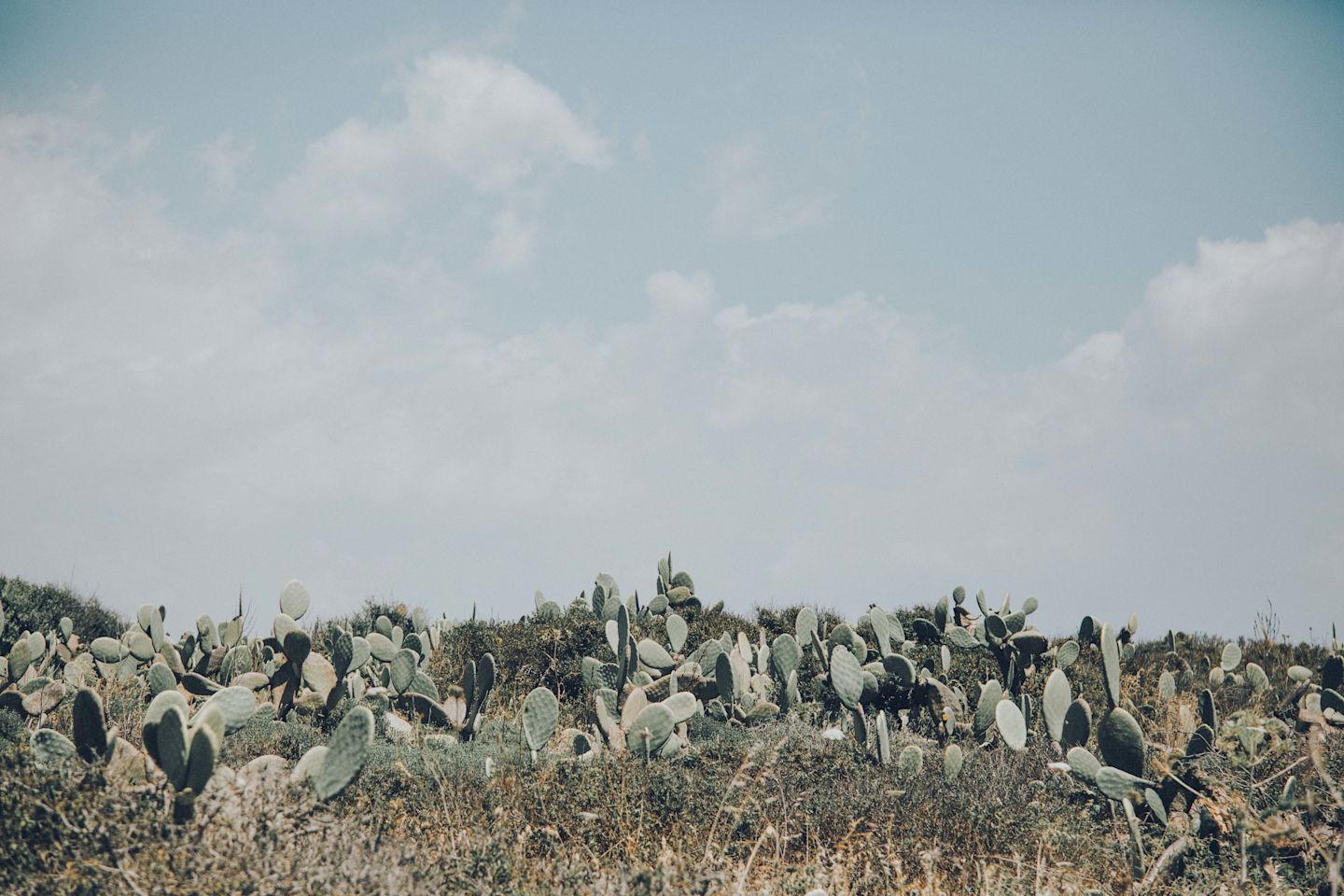 Cactus Fields