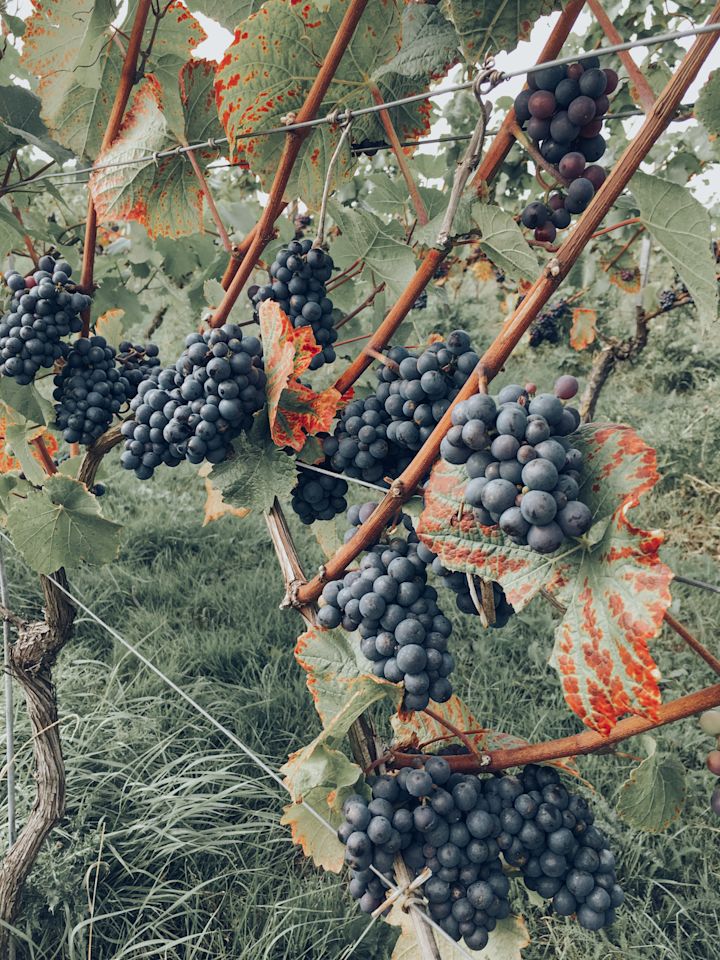 english grapes