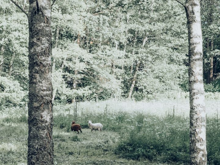 Spotting sheep