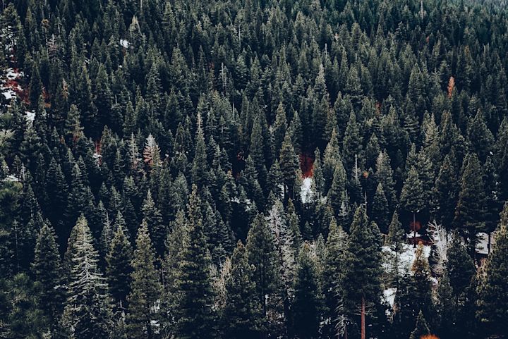 Forest Views