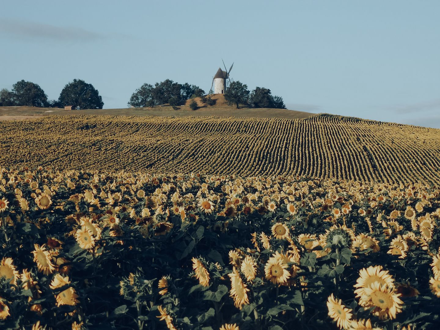 Sunflowers view from garden